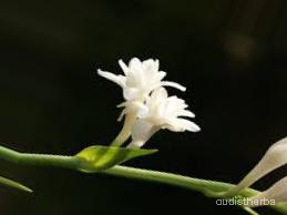 augmented_Polianthes tuberosa flower6_0_8339.jpeg